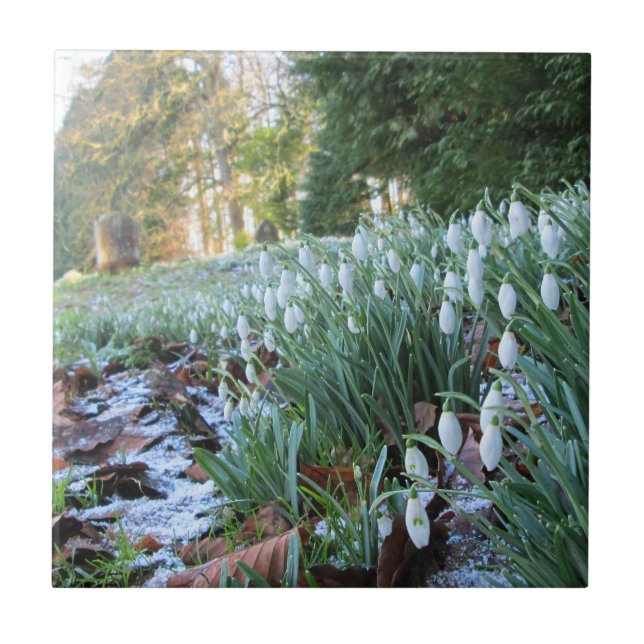 Churchyard Snowdrops in Light Snow - Ceramic Tile (Front)