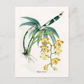 Chysis laevis postcard
