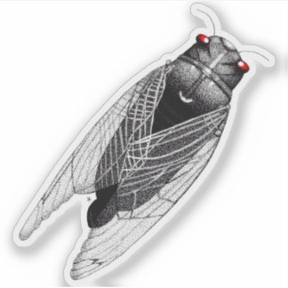 Cicada