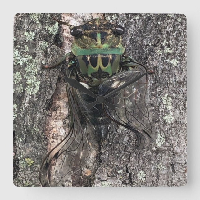 Cicada Clock (Front)