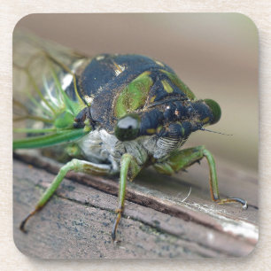 Cicada Coaster