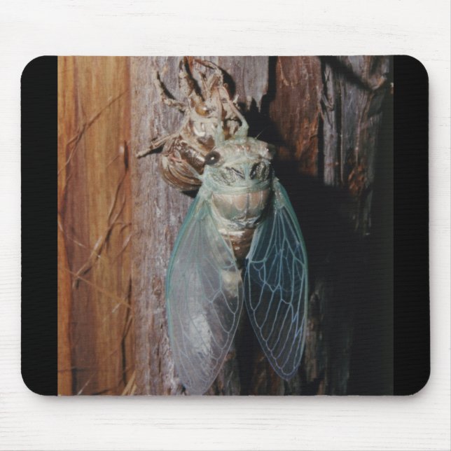 Cicada dries his wings mouse mat (Front)