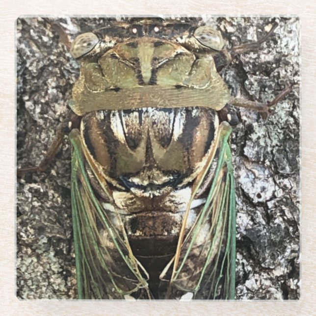 Cicada Glass Coaster (Front)