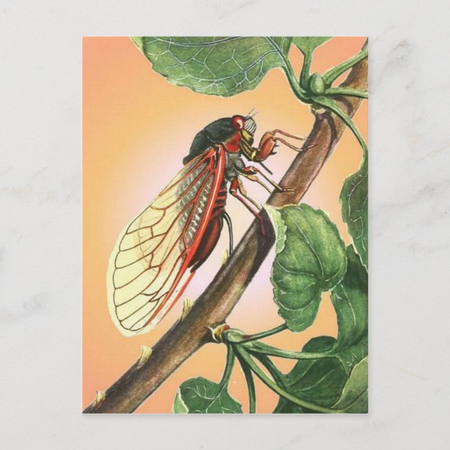 Cicada Insect Illustration Art Postcard (Front)