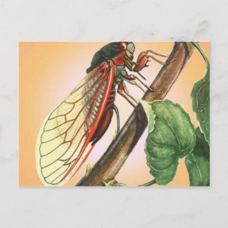 Cicada Insect Illustration Art Postcard