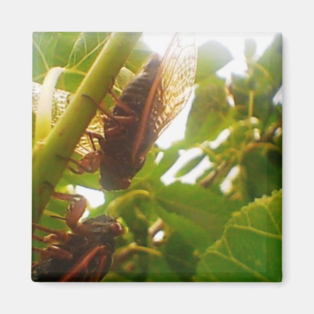 Cicada Magnet (Front)