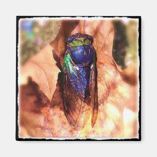 Cicada Magnet