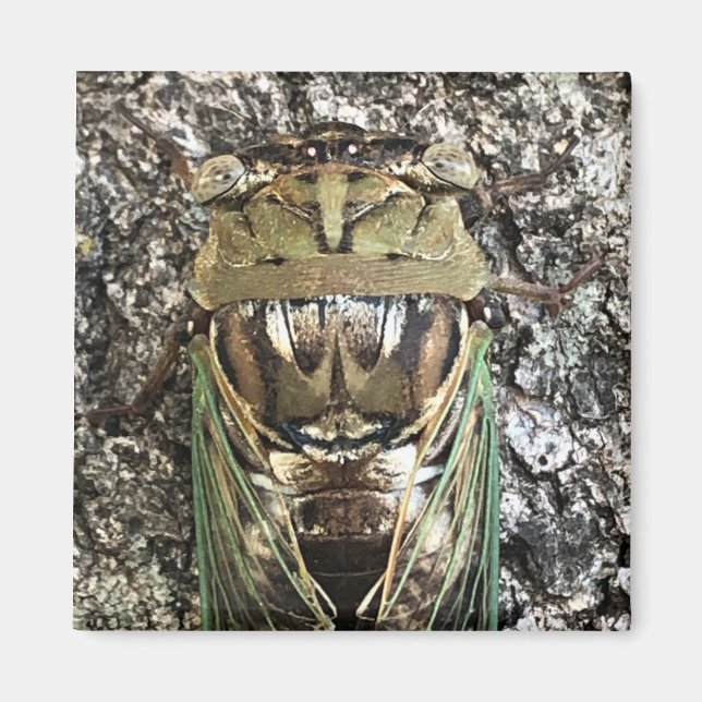 Cicada Magnet (Front)