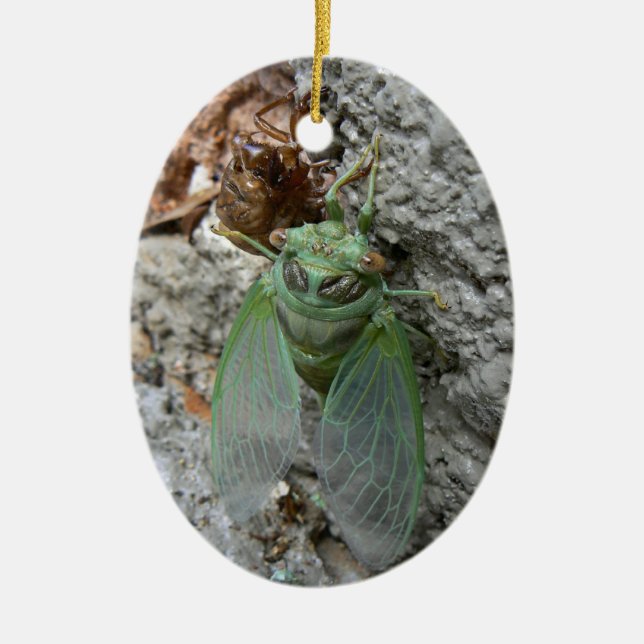 Cicada on the Wall Ceramic Tree Decoration (Front)