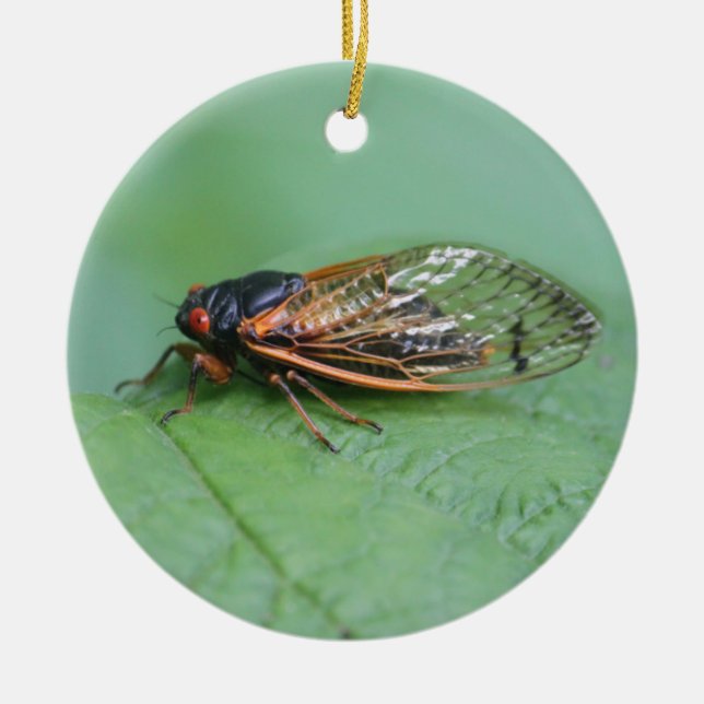 Cicada Photo Ceramic Tree Decoration (Front)