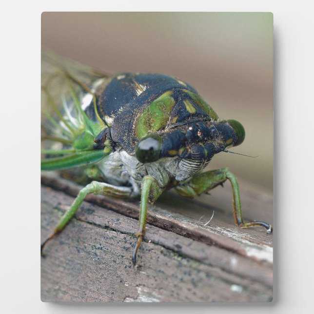 Cicada Plaque (Front)