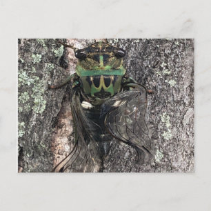 Cicada Postcard