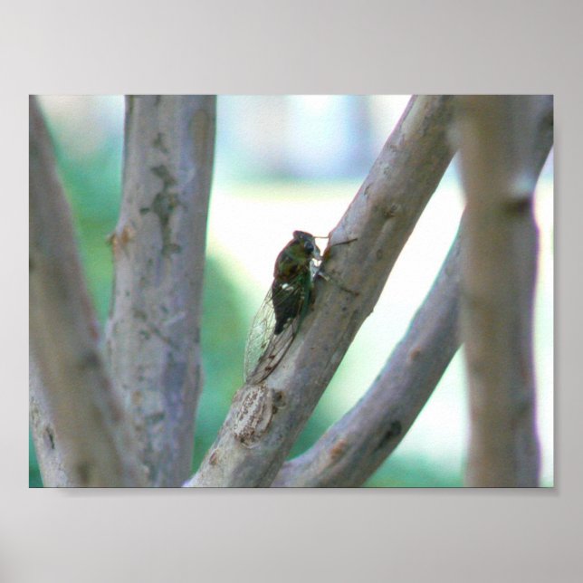 Cicada Poster (Front)