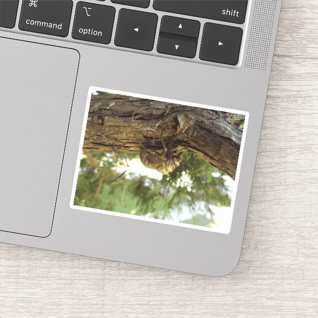 Cicada shell. It was in a hurry. (Detail)