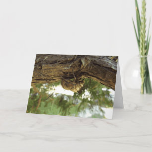 Cicada shell. It was in a hurry. Card