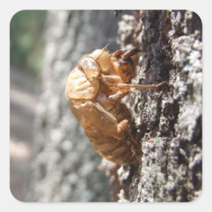 Cicada Shell Sticker