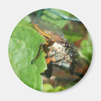 cicadas magnet