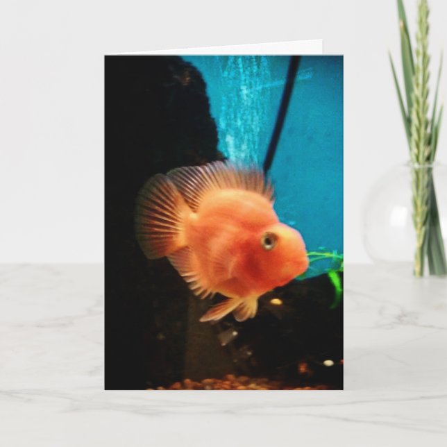 "Cichlid Blood Parrot" Thank You Card (Front)