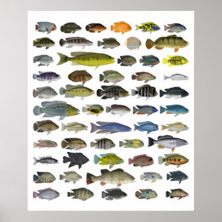 Cichlid Group Poster