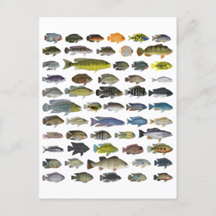 Cichlid Group Poster Postcard