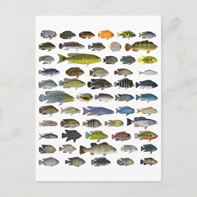 Cichlid Group Poster Postcard (Front)