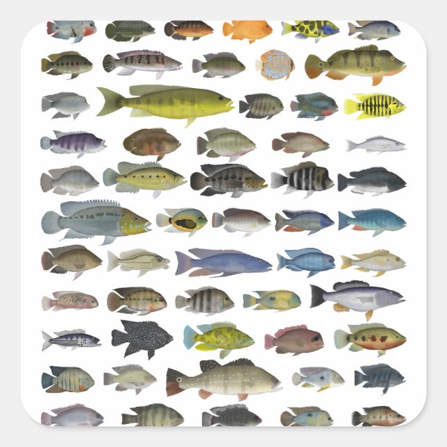 Cichlid Group Poster Square Sticker (Front)