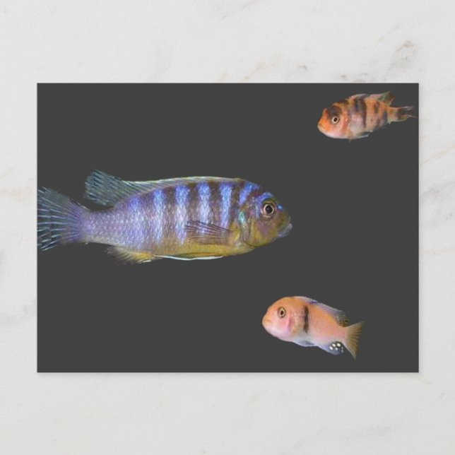 Cichlid's Trio Postcard (Front)