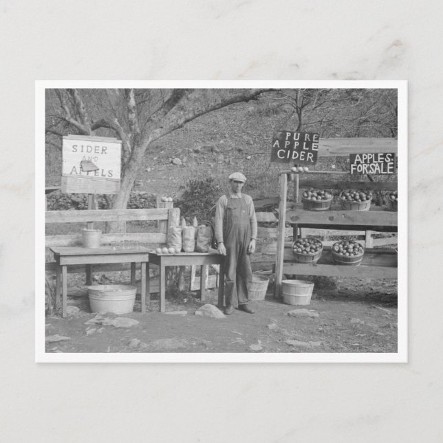 Cider and Apple Stand Postcard (Front)