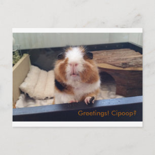 Cigar poop post card