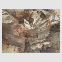 Cigar Smokers Tobacco Leaf Texture