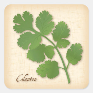Cilantro Herb Square Sticker