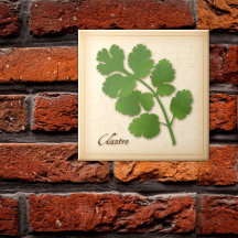 Cilantro Herb