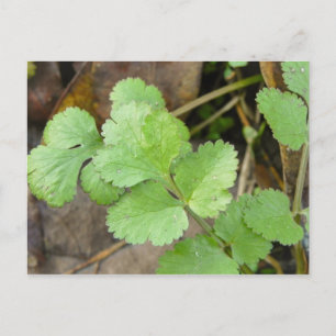 Cilantro Postcard