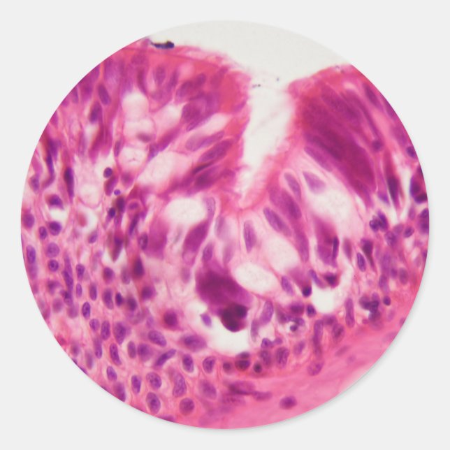 Ciliated epithelium under the microscope. classic round sticker (Front)