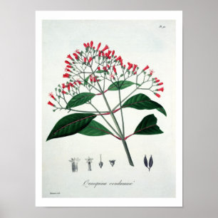 Cinchona from 'Phytographie Medicale' by Joseph Ro Poster