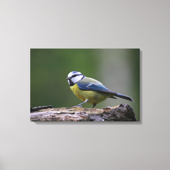 Cinciarella Canvas Print (Front)