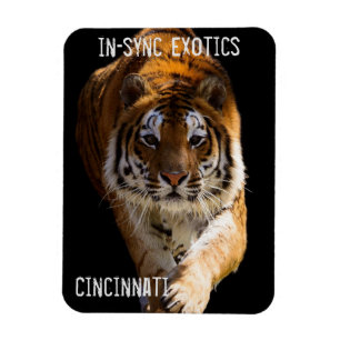 Cincinnati Tiger - Magnet