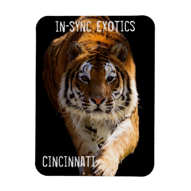 Cincinnati Tiger - Magnet (Vertical)