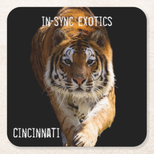 Cincinnati Tiger - Square Paper Coaster
