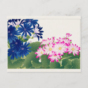 Cineraria by Tanigami Konan Postcard
