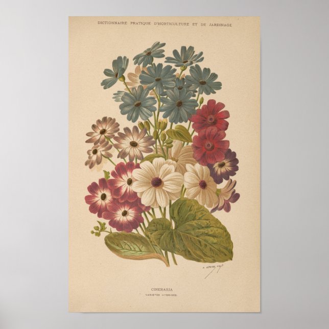 Cineraria | George Nicholson Poster (Front)