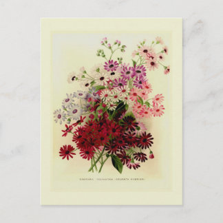 Cineraria Postcard
