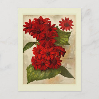 Cineraria Postcard