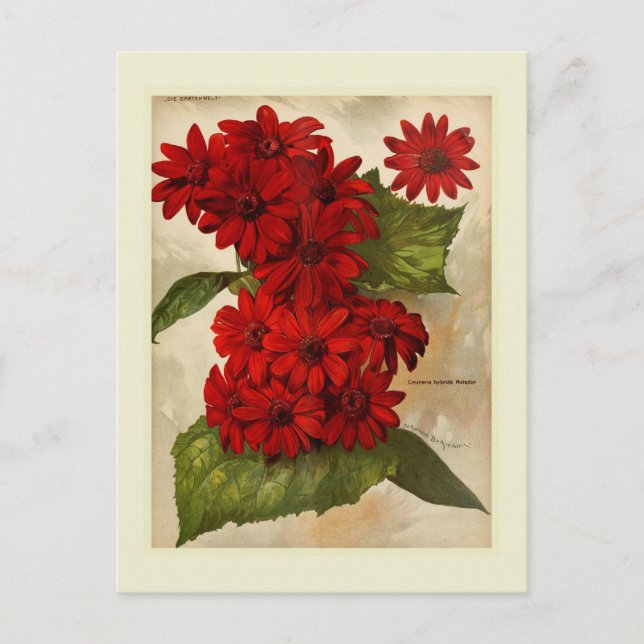 Cineraria Postcard (Front)