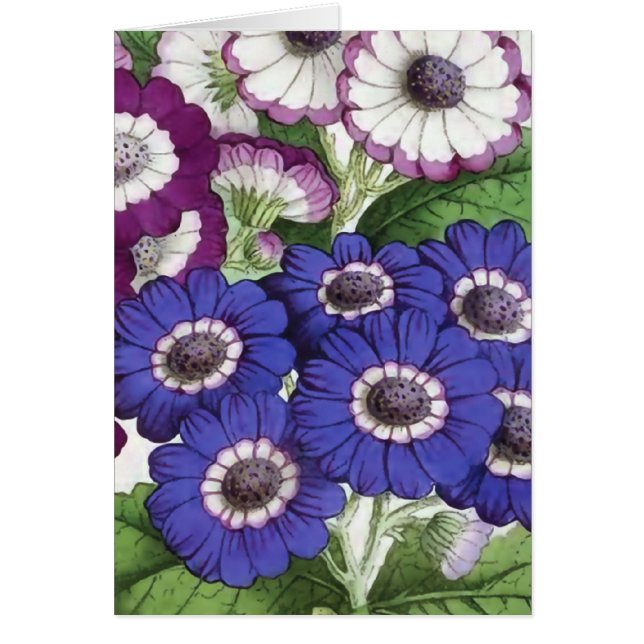"Cineraria" Vintage Flower Illustration (Front)