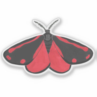Cinnabar Moth