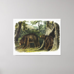 Cinnamon Bear from Audubon's Quadrupeds Canvas Print