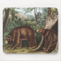 Cinnamon Bear (Ursus Americanus var. Cinnamonum)