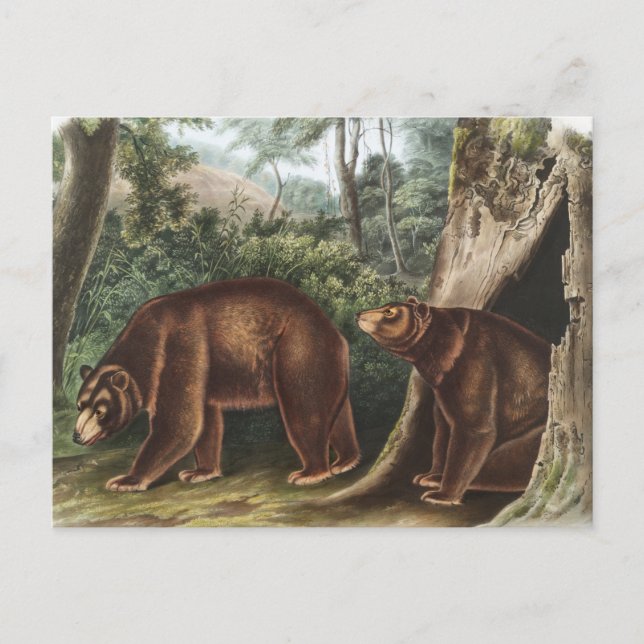 Cinnamon Bear (Ursus Americanus var. Cinnamonum) Postcard (Front)