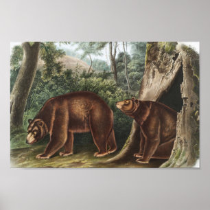Cinnamon Bear (Ursus Americanus var. Cinnamonum) Poster